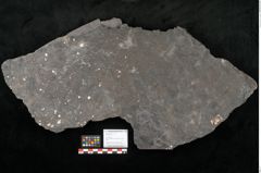 Foto (Objekt + Etikett) von Camptoteris sp. (NHMW-GEO-2024-0188-10650)